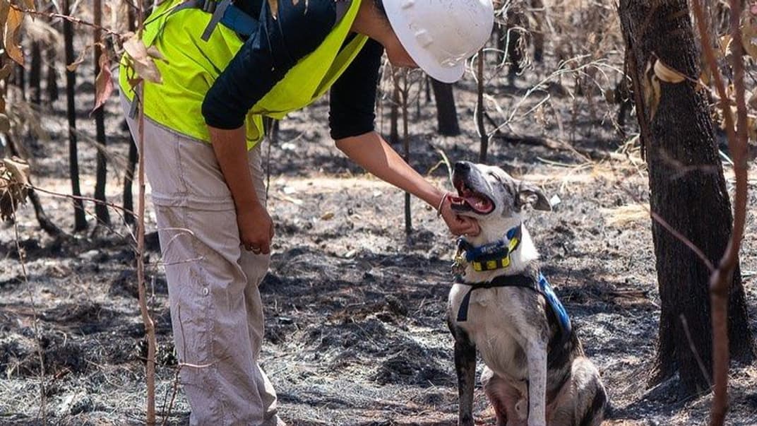 Пес Ведмідь, якого нагородили золотою медаллю Міжнародного фонду захисту тварин (IFAW) за порятунок сотні коал під час лісових пожеж в Австралії у 2019-2020 роках