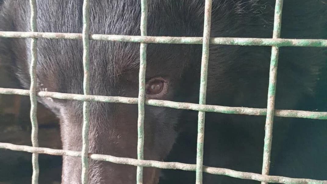 Зоозахисники врятували з-під Лиману контуженого ведмедя