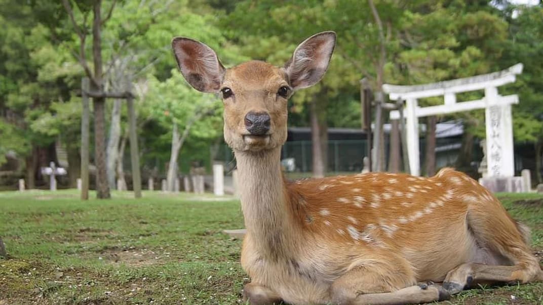 Японец создал «съедобные» пакеты, чтобы защитить местных оленей. Те съедали пластиковые сумки и умирали
