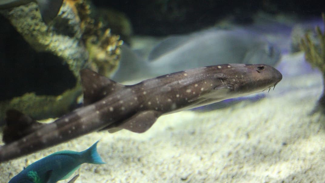 Белопятнистая бамбуковая акула. Иллюстративное фото