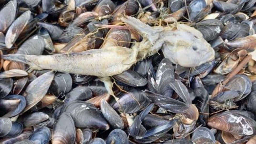 На Азовському морі загинули приблизно 476 тисяч риб, переважно у дамбах