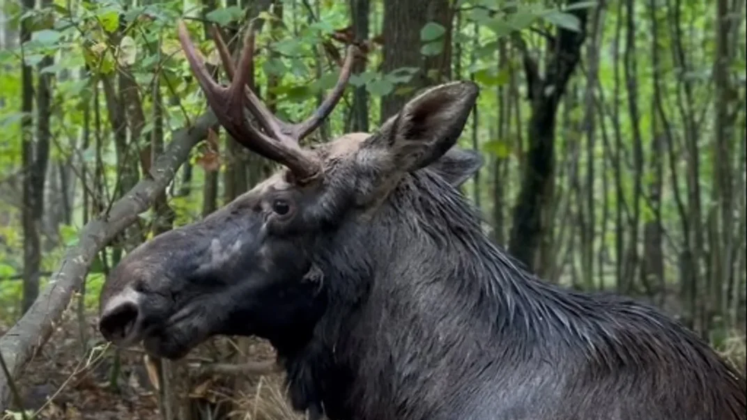 Червонокнижний лось, якого врятували із болота