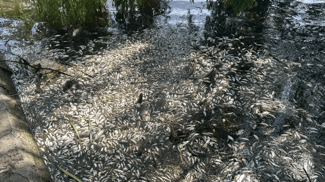 Мертва риба у річці Случ на Житомирщині