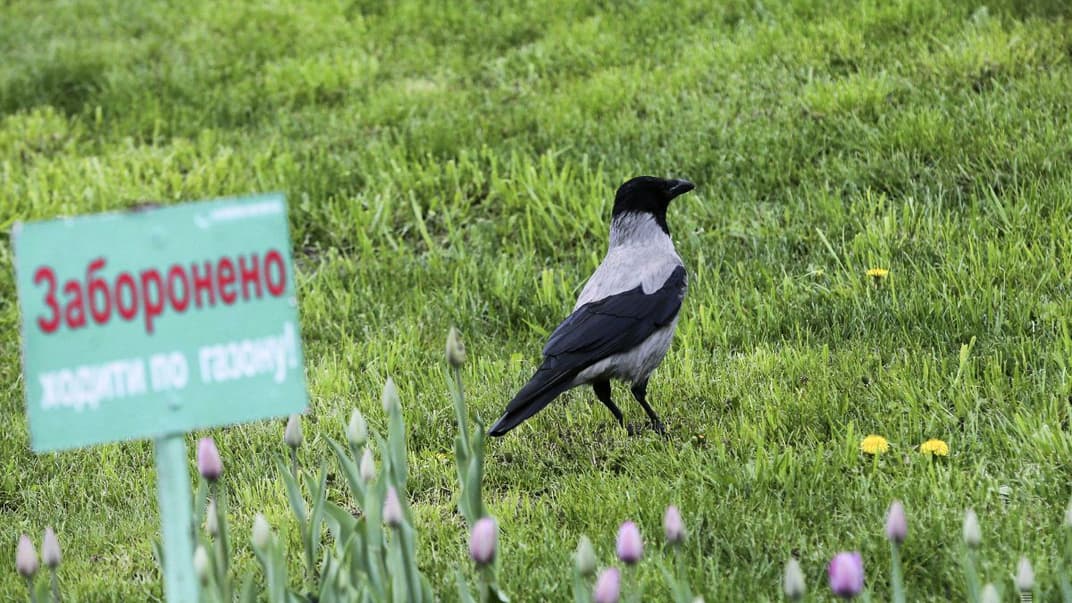 В украинском законах нет запрета стоять на газонах, если человек не уничтожает или вредит зеленым насаждениям