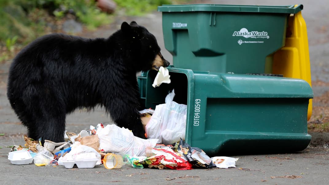 Иллюстративное фото. Медведь ест мусор в восточном Анкоридже на Аляске, 12 июля 2021 года