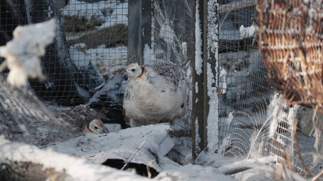 Птахи в екопарку поблизу Харкова, який потрапив під російський удар