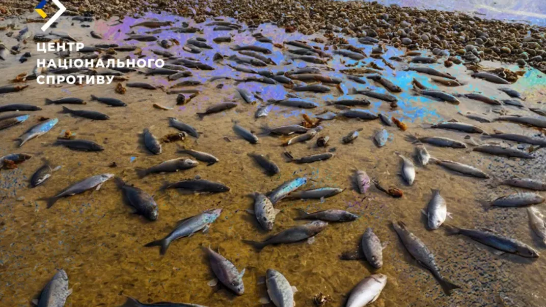 Масовий викид риби в тимчасово окупованому Севастополі
