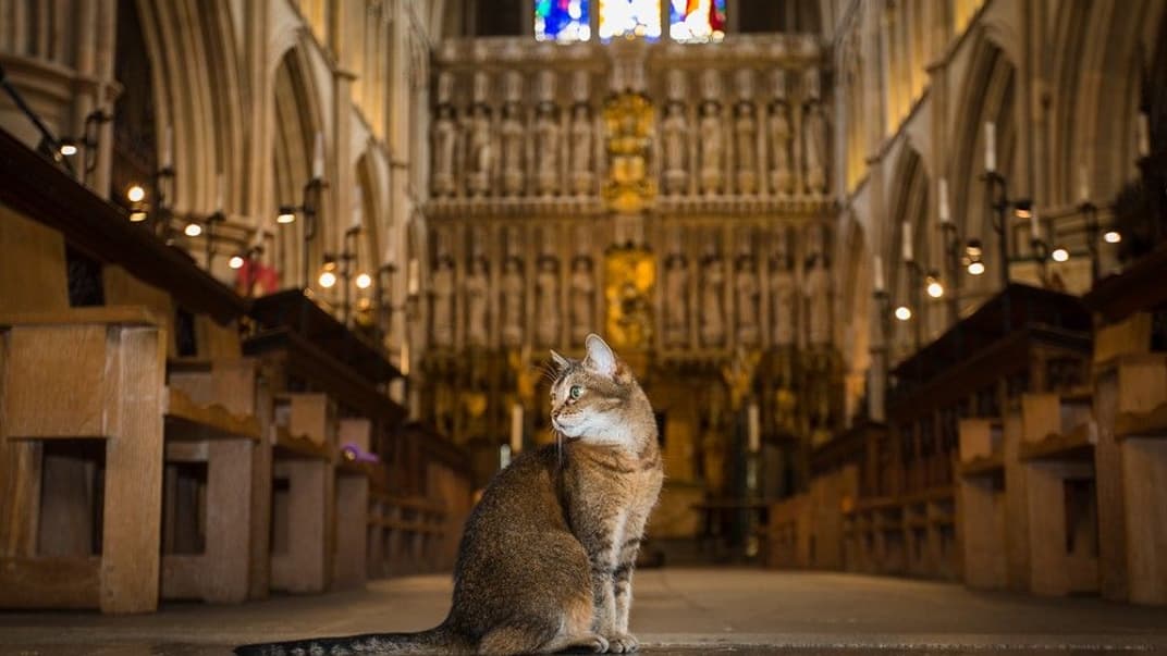 Лондонский собор отпел уличную кошку, которая жила в нем последние 12 лет и стала местной знаменитостью