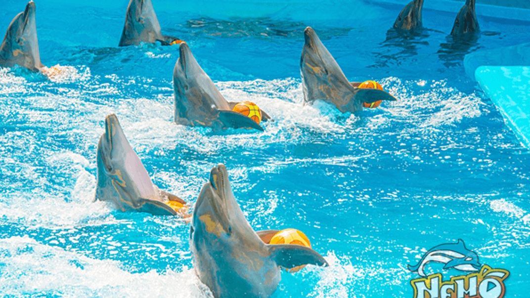 Вистава у дельфінарії «Немо»