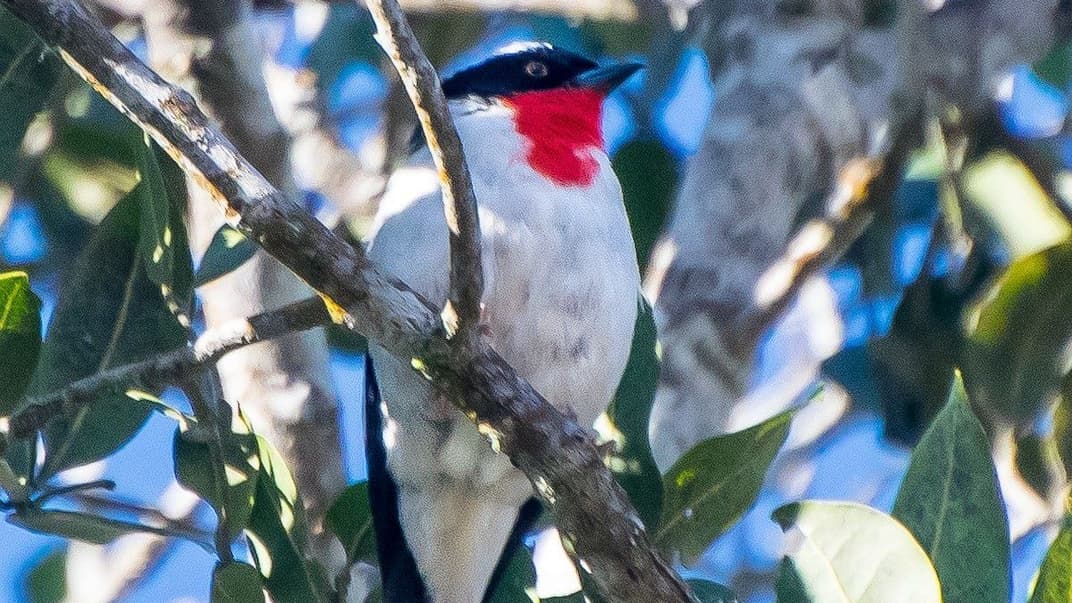 Самець червоногорлої танагри, Бразилія, січень 2019 року