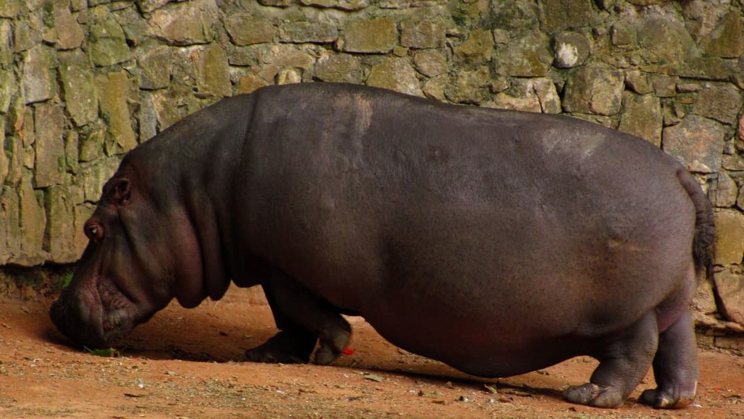 Иллюстративное фото. Бегемот в зоопарке Сан-Паулу