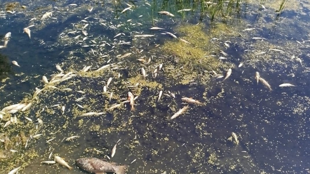 Загрязненная река на севере Украины