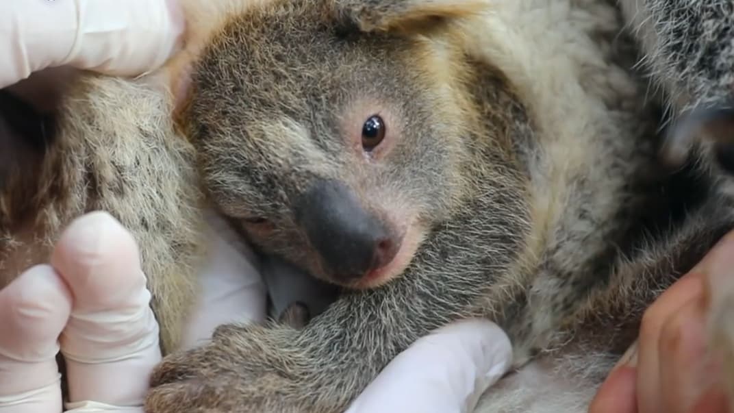 Новонароджена коала Еш із Австралійського парку рептилій