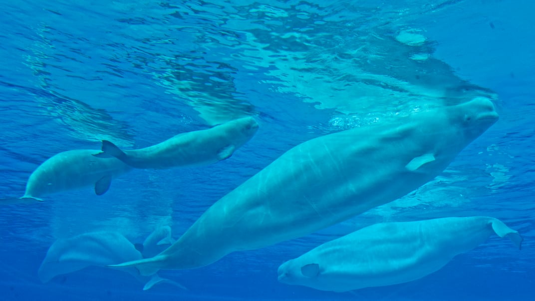 Ілюстративне фото. Кити-білухи в морському парку Marineland, 20 липня 2012 року