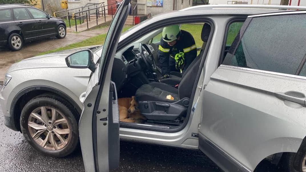 Собака, которая залезла в чужой автомобиль