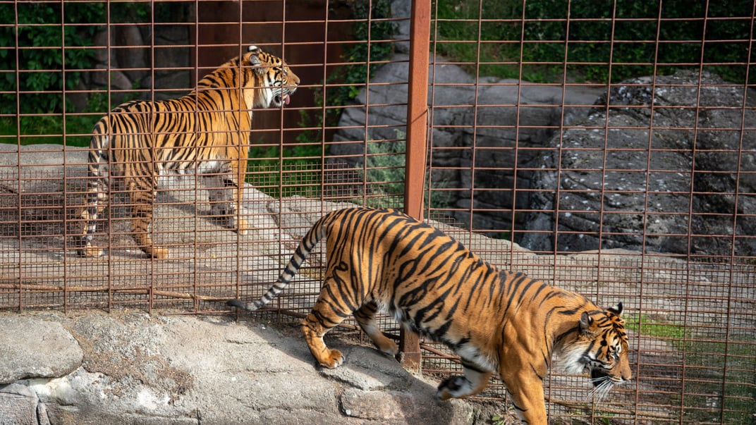 Тигри, котрі мешкають у зоопарку, який закликав приносити домашніх тварин
