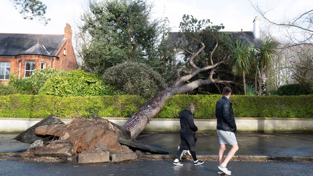 Дерево, повалене під час шторму «Еовін» у Белфасті, Північна Ірландія, 24 січня 2025 року
