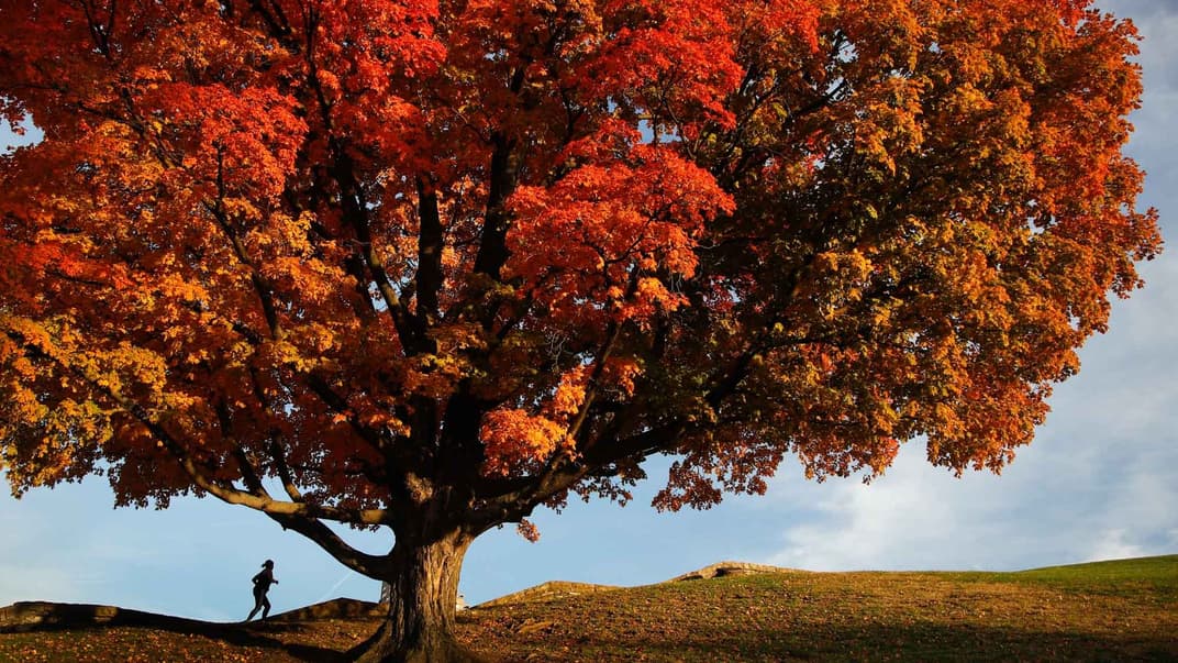 Женщина пробегает мимо дуба на территории Национального музея Первой мировой войны, Канзас-Сити, штат Миссисипи, США, 29 октября 2018 года