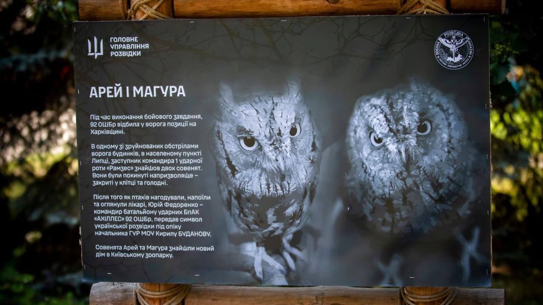 Українські розвідники передали врятованих на Харківщині совенят до зоопарку Києва