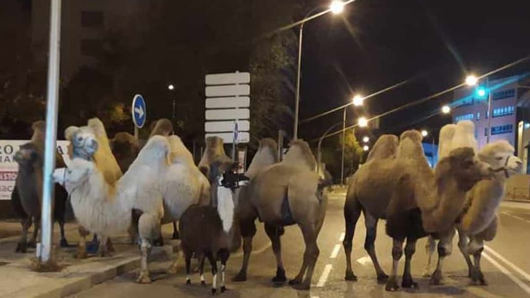 Вісім верблюдів і лама цирку Quirón на вулицях Мадрида, Іспанія, 6 листопада 2021 року