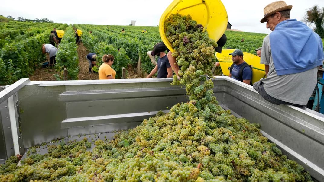 Робітники збирають білий виноград сорту совіньйон у французькому регіоні Пессак-Леоньян, на південь від Бордо, 23 серпня 2022 року