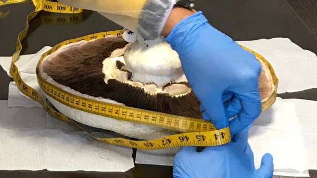 На Київщині встановили рекорд, виростивши гриб вагою майже 2 кг