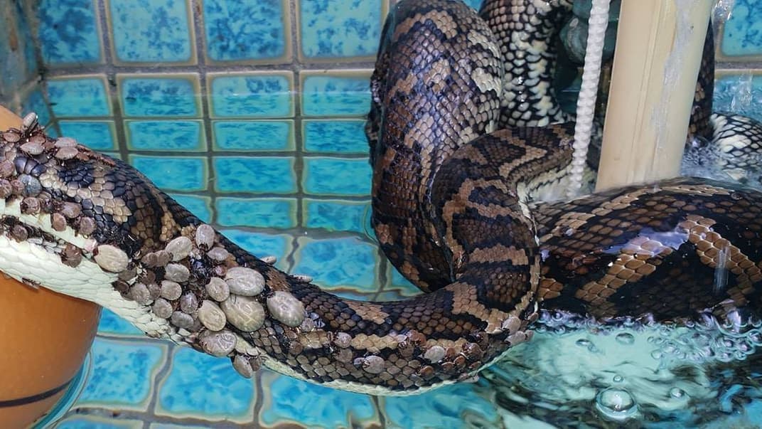 В Австралії врятували килимкового пітона, на якому сиділи 500 кліщів