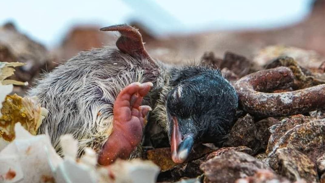 Первый пингвинчик на острове Галиндез, где располагается станция «Академик Вернадский»