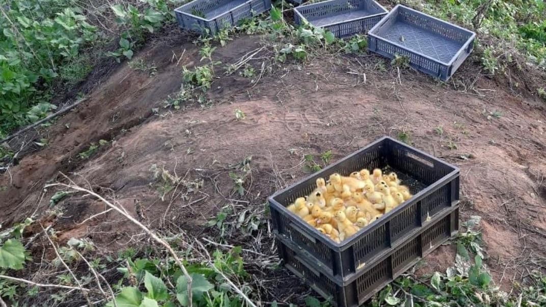 Прикордонники виявили біля кордону 20 ящиків, в яких перебували близько тисячі маленьких каченят, 23 червня 2020 року