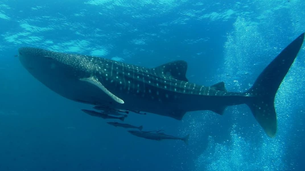 Китова акула в Андаманському морі, що на північному сході Індійського океану
