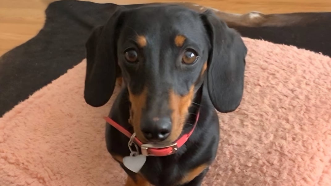 Знайдена такса Валері