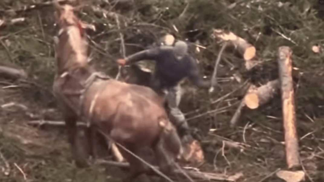 Чоловік б'є коня палицею