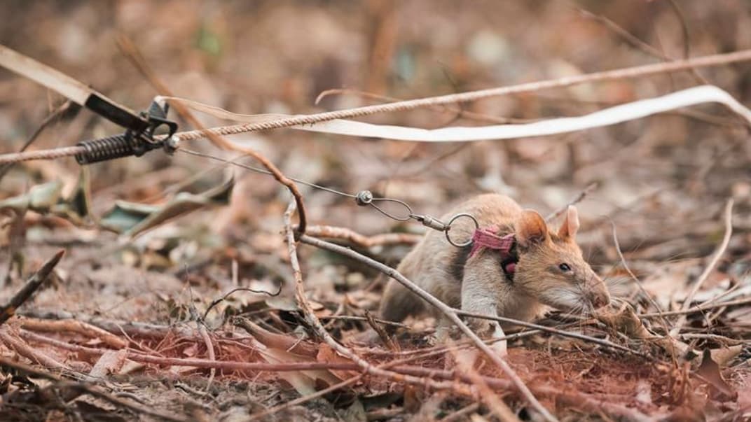 Щур Магава з Камбоджі, який протягом п'яти років допомагав знешкоджувати мінні поля