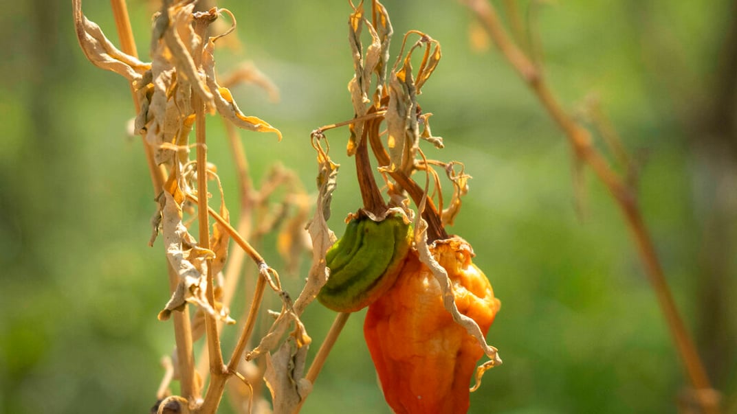 Засохший перец чили на одной из плантаций в Чунцине, Китай, август 2022 года