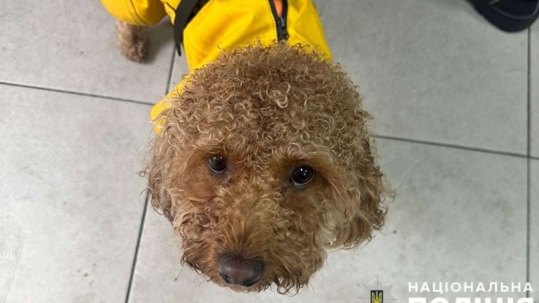 Пострадавший пудель