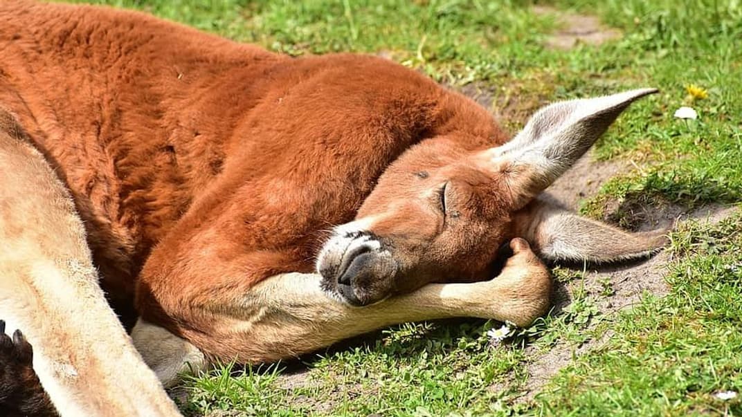 Кенгуру отдыхает на траве. Иллюстративное фото