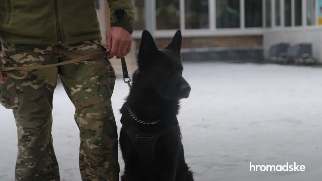 Кінологи і вибухотехніки перевіряють інформацію про ймовірне замінування шкіл на Київщині, 20 січня 2022 року