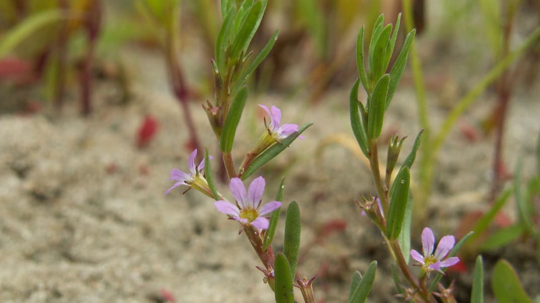Плакун гісополистий (Lythrum hyssopifolia)