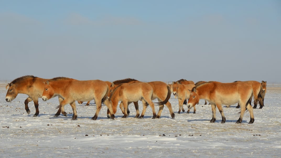 Ілюстративне фото. Коні Пржевальського в заповіднику «Асканія-Нова» взимку 2014 року