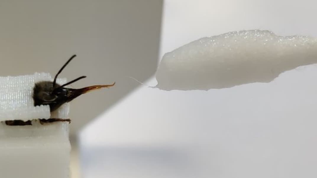 Нидерландские ученые научили пчел распознавать запах коронавируса. Но в будущем тренировать насекомых смогут и машины