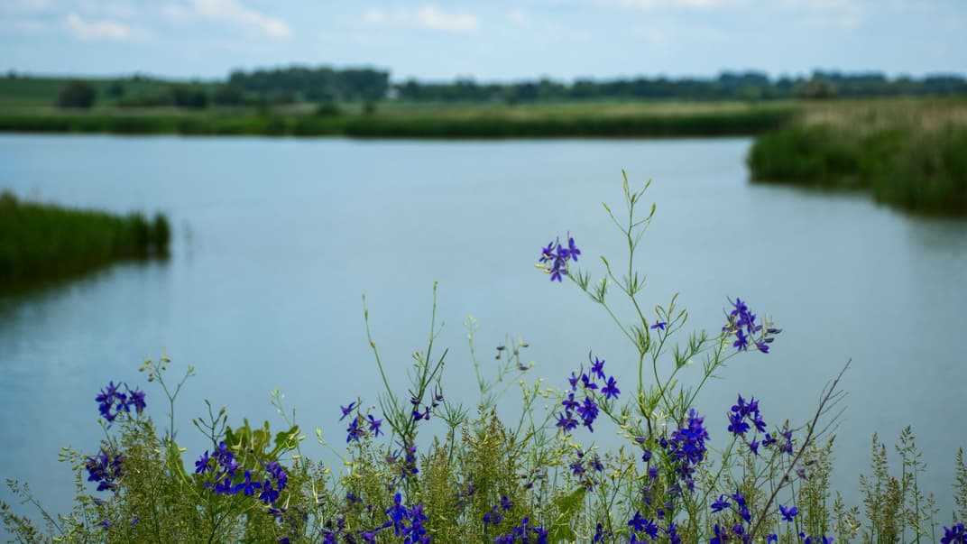 Річка Іква, червень 2020 року