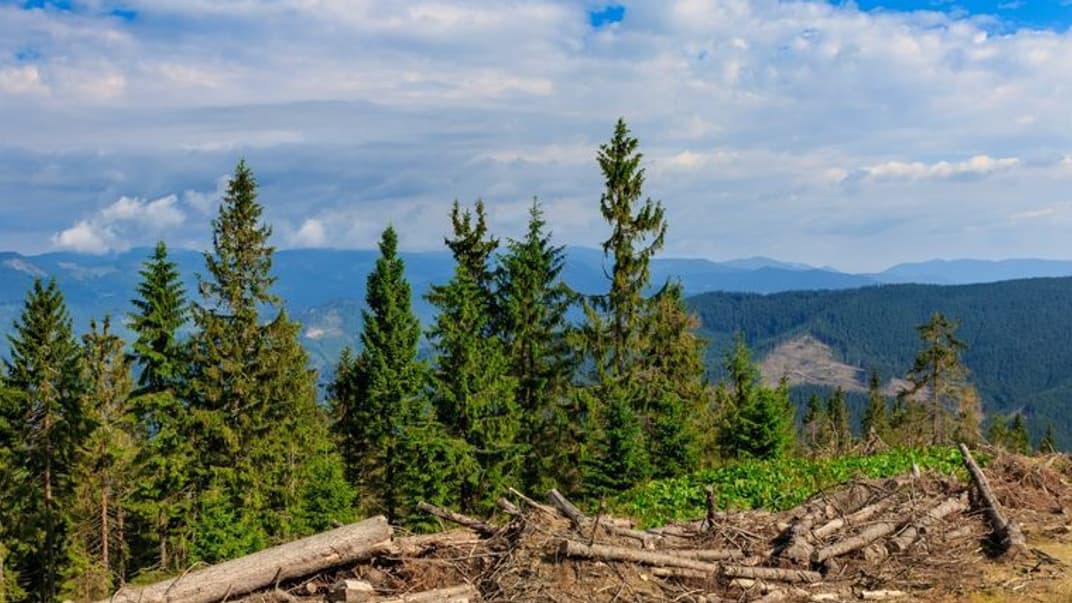 Залишена на узбіччі гірської дороги деревина неподалік села Лопухів (Закарпатська обл.), 30 липня 2020 року