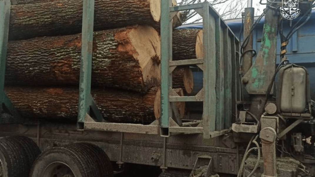 Зрубані дерева