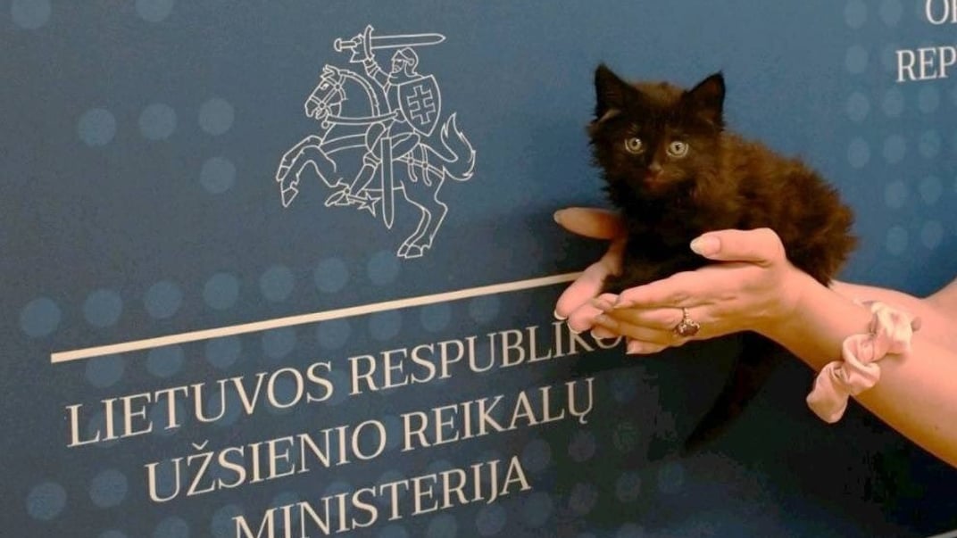 Котенок Ранго