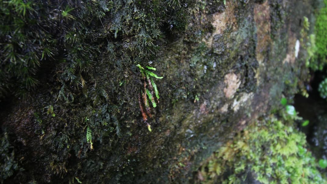 В Ірландії випадково знайшли найрідкіснішу папороть у Європі. До цього рослину бачили хіба на Ямайці та Кубі