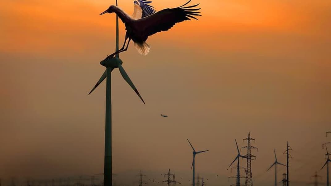 Від вітряків щороку гинуть сотні тисяч птахів. Одна проста штука може вберегти 70% пернатих