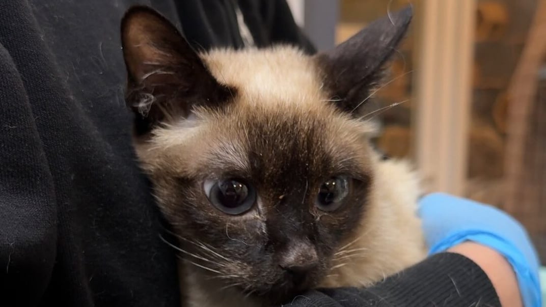 Кішка, яку знайшли в будинку на Львівщині після смерті її власниці