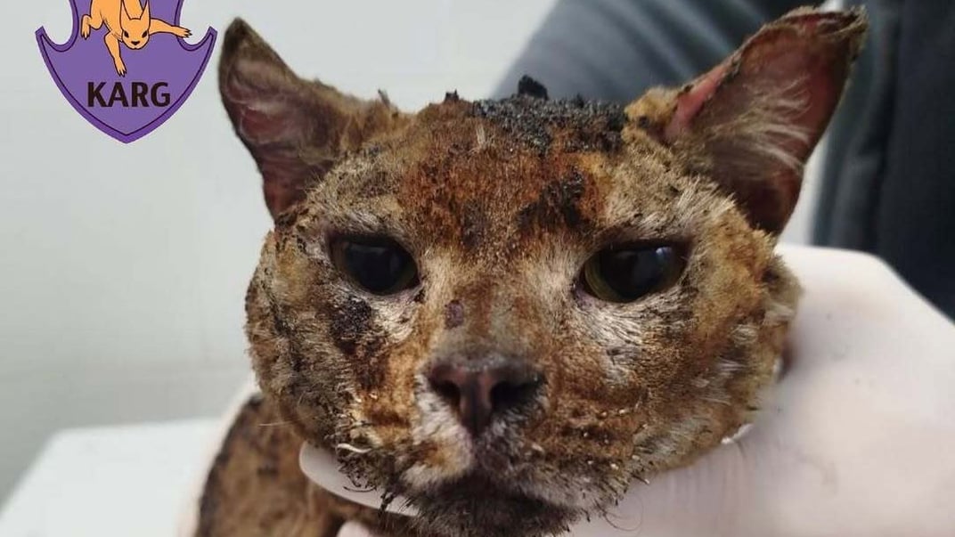 Врятований кіт