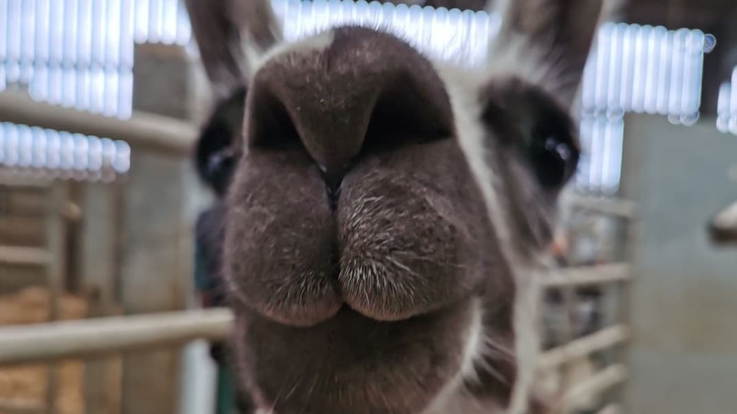 Лама Фіфі допомогла науковцям знайти нанотіла, які можуть бути дієвим засобом терапії COVID-19