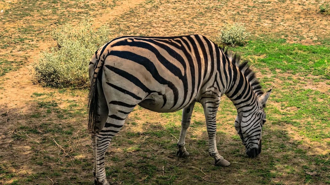 Зебра в биосферном заповеднике «Аскания-Нова» (иллюстративное фото)